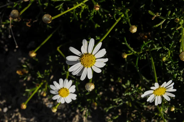 Camomilla sedmikráskami — Stock fotografie