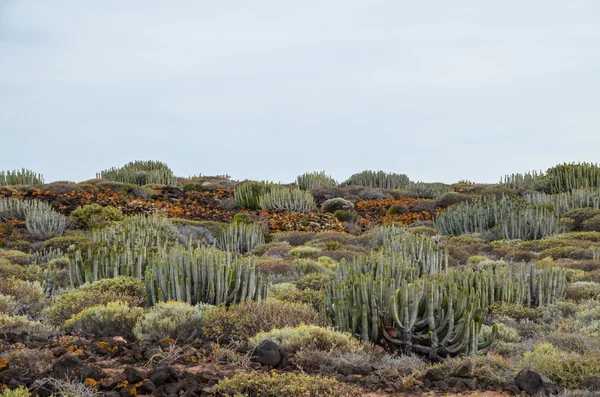 Кактус в пустыне — стоковое фото