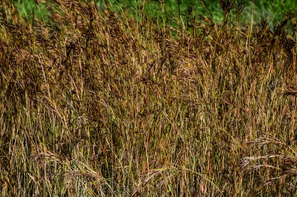 Texture Grass — Stock Photo, Image