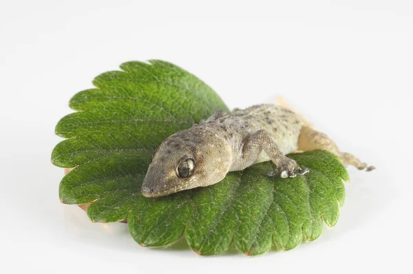 Gecko ödla och blad — Stockfoto