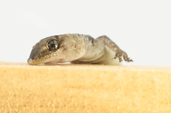 Lagarto Gecko y Madera —  Fotos de Stock