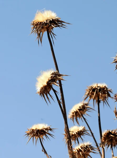 Fiori secchi — Foto Stock