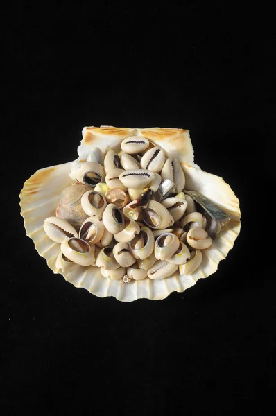 Sea shell — Stockfoto