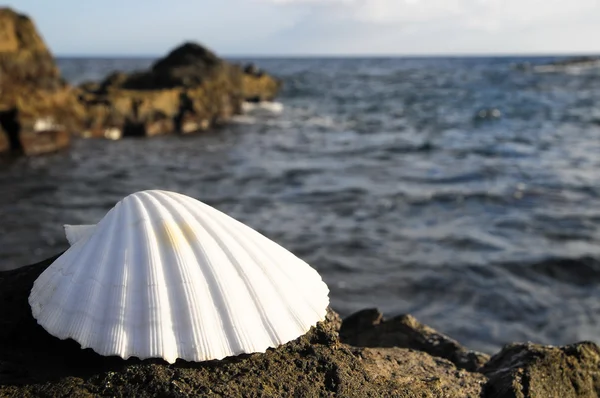 Conchiglia marina calcarea — Foto Stock