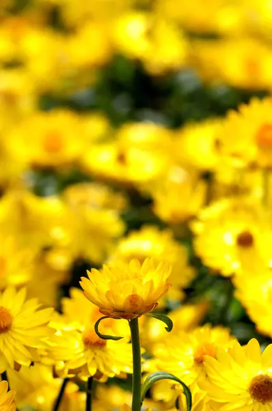 Colored Flowers — Stock Photo, Image