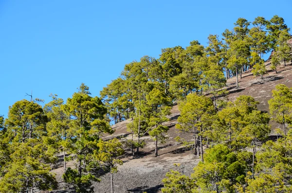 Floresta no Parque Nacional de Teide Tenerife — Fotografia de Stock