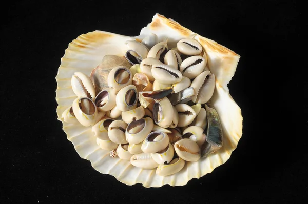 Sea Shell — Stock fotografie