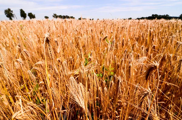 Campo de trigo texturizado — Foto de Stock