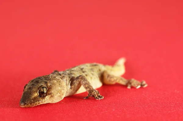 Szary gecko jaszczurka — Zdjęcie stockowe