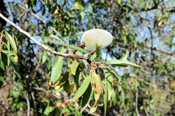 Olgunlaşmamış kuru erik — Stok fotoğraf