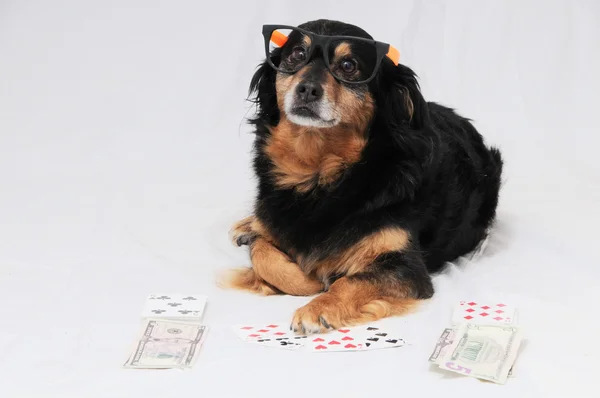 Pies pokera — Zdjęcie stockowe