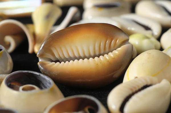 Sea Shell — Stock Photo, Image