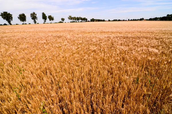 Campo de trigo texturizado — Fotografia de Stock