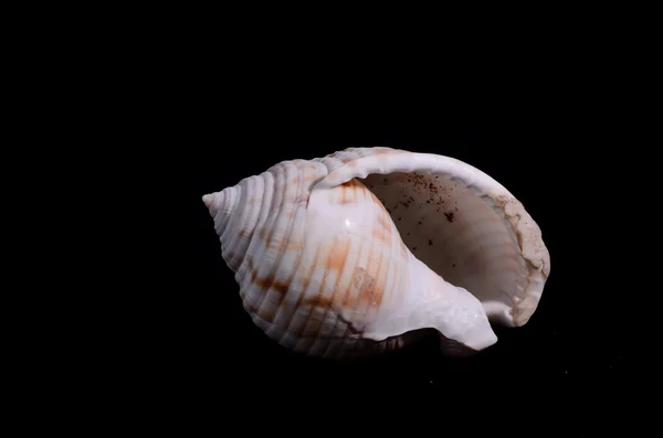 Coquille de pétoncle isolée — Photo