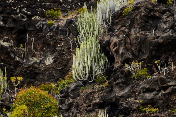 Cactus on the Basaltic Volcanic Mountain — Stock Photo, Image