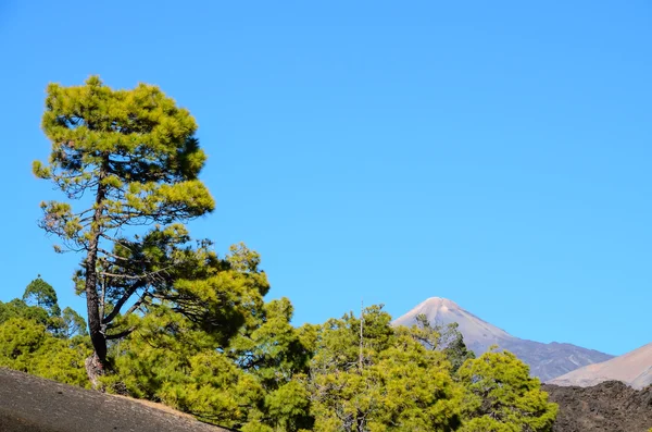 Lesa v národním parku Teide Tenerife — Stock fotografie