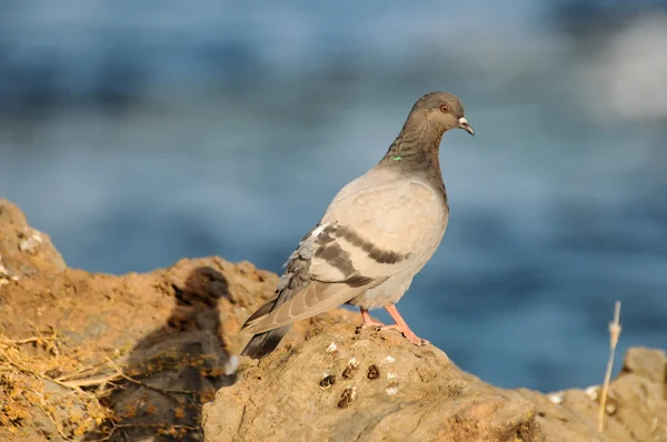 Columba Livia - Stock-foto