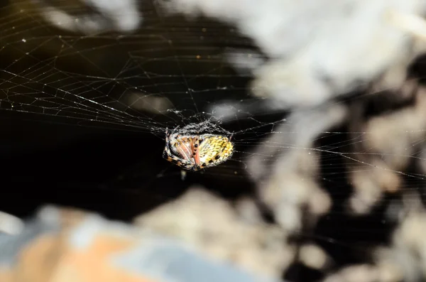 Araña y tela —  Fotos de Stock