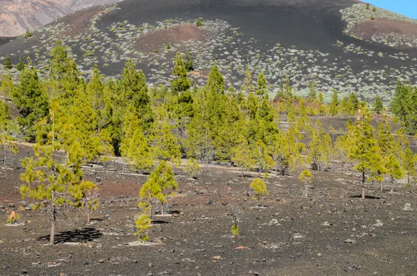 Bosque en el Parque Nacional del Teide Tenerife — Foto de Stock