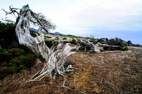 Gnarret einebær formet av vinden – stockfoto