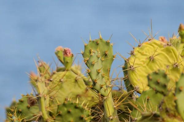 Cactus succulento verde selvatico di pera costoso — Foto Stock