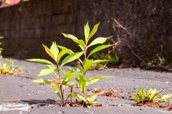 Planta verde — Fotografia de Stock