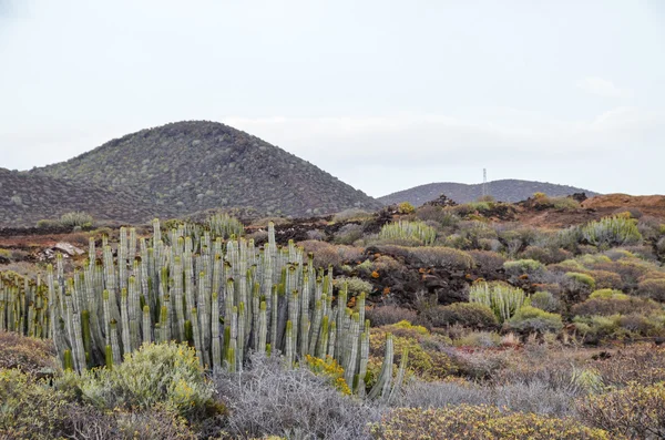 Kaktus i ørkenen – stockfoto