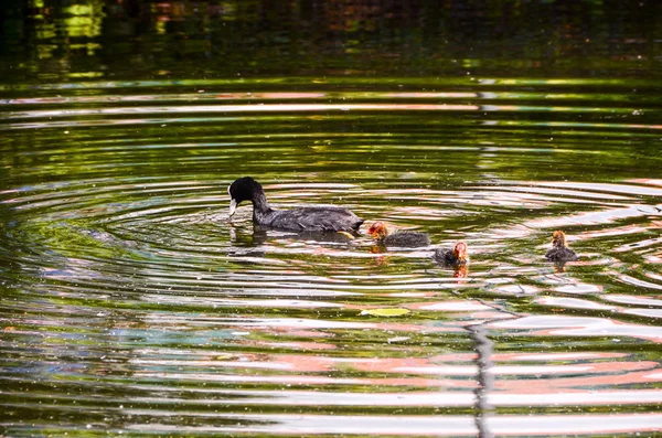 Natación de pato — Foto de Stock