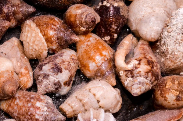 Background of sea shells — Stock Photo, Image