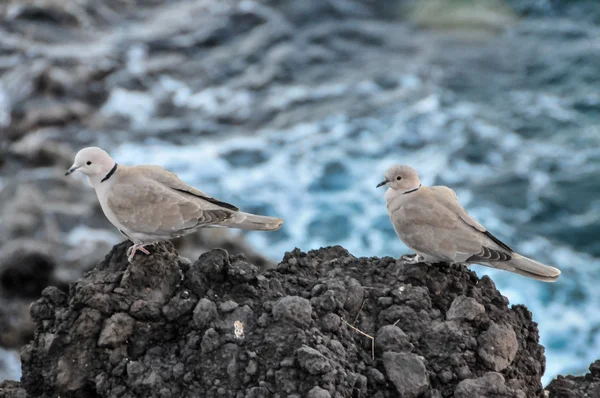 Pombo — Fotografia de Stock