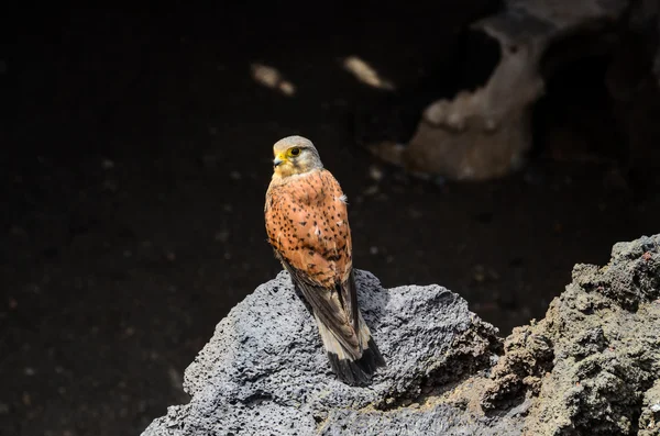 Captive Kestrel — Stock Photo, Image