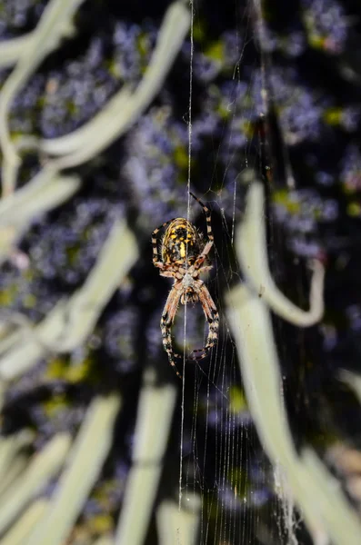 Pavouk a web — Stock fotografie