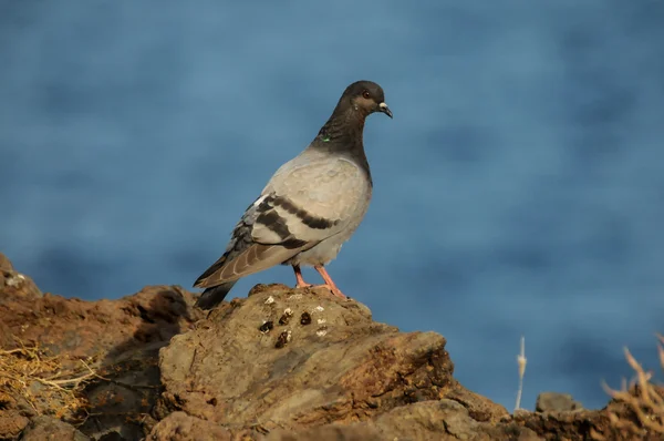 Columba livia — Fotografia de Stock