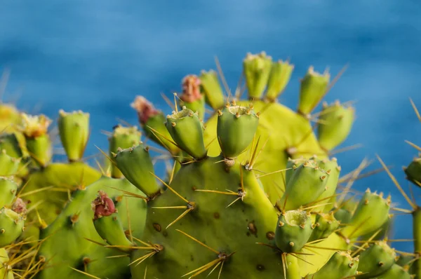 Pricly armut vahşi yeşil sulu kaktüs — Stok fotoğraf