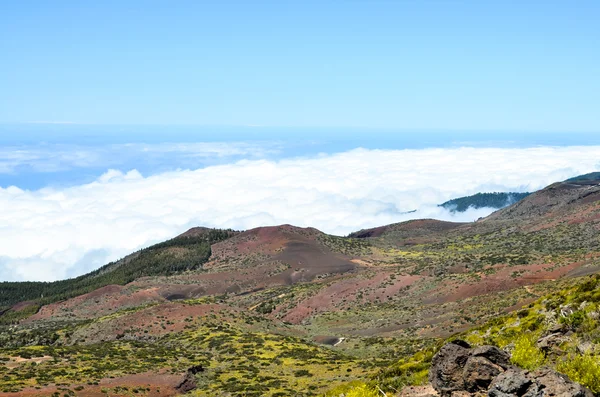 Nuages élevés sur la forêt de pins cônes — Photo