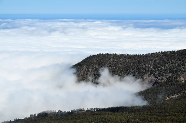 Высокие облака над сосновым лесом — стоковое фото