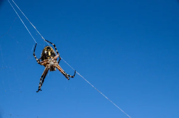 Araña y tela —  Fotos de Stock