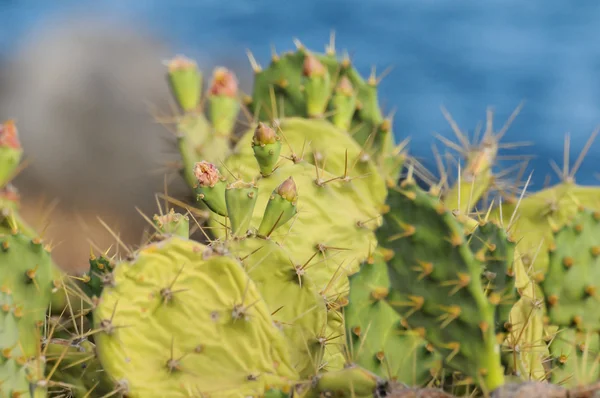 Pricly Pear สีเขียวป่า Succulent Cactus — ภาพถ่ายสต็อก