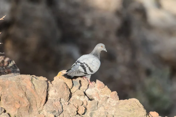 Columba Livia - Stock-foto