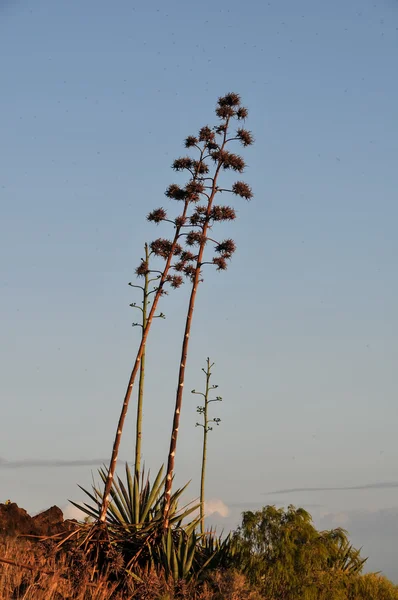 Green Agave Flowers — Stock Photo, Image