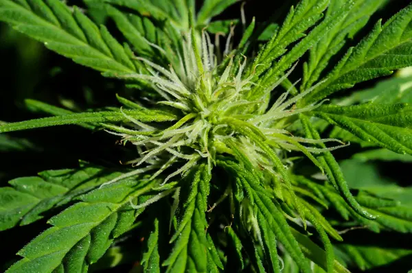 Cannabis-Hintergrund — Stockfoto