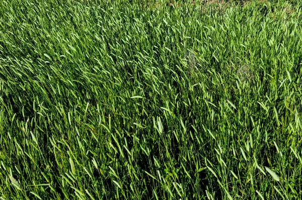 Texture Grass — Stock Photo, Image