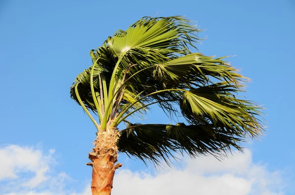 棕榈树在风中 — Zdjęcie stockowe