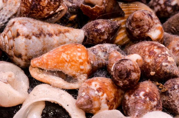 Background of sea shells — Stock Photo, Image