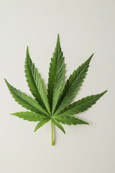 Cannabis-Blatt — Stockfoto