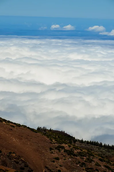 Hohe Wolken über dem Kiefernzapfenwald — Stockfoto