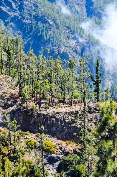 Bosque de madera de pino muy alto — Foto de Stock