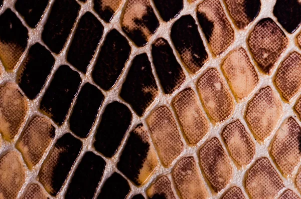 Textura de padrão sem costura de pele de cobra — Fotografia de Stock