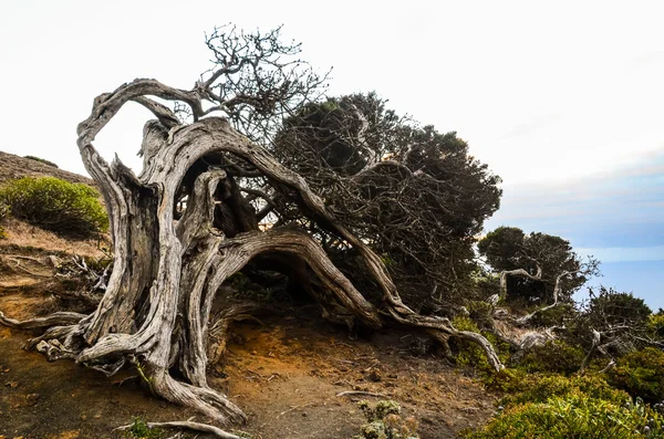 Gnarret einebær formet av vinden – stockfoto
