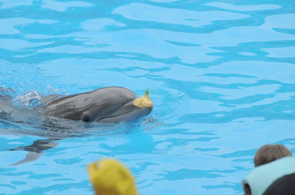 Dauphin gris sur une eau très bleue — Photo